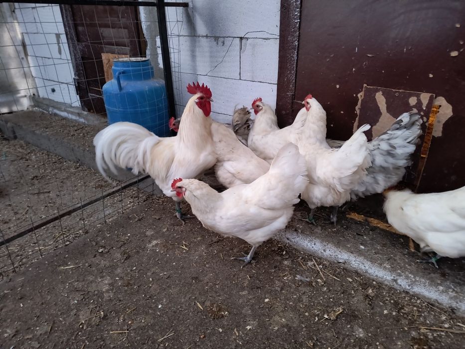 Oua incubat australorp alb