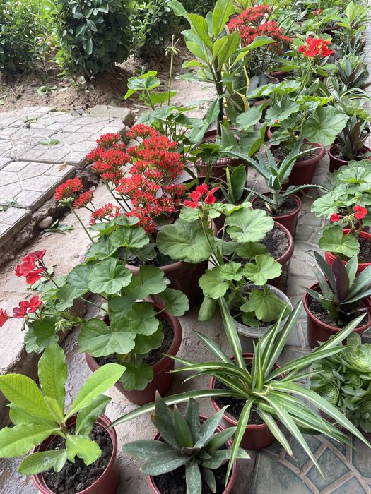 Гулдер сатылады