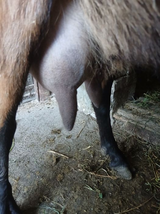Vând capre bune de lapte