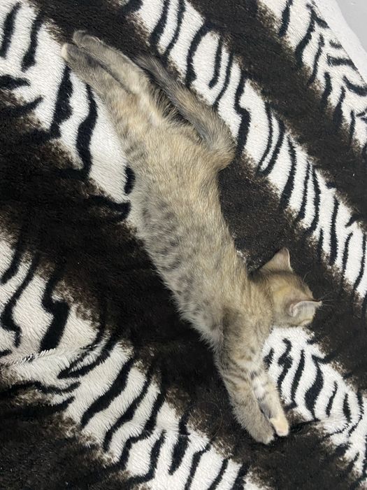 пол шатланская кошка срочнооо на хорошие руки