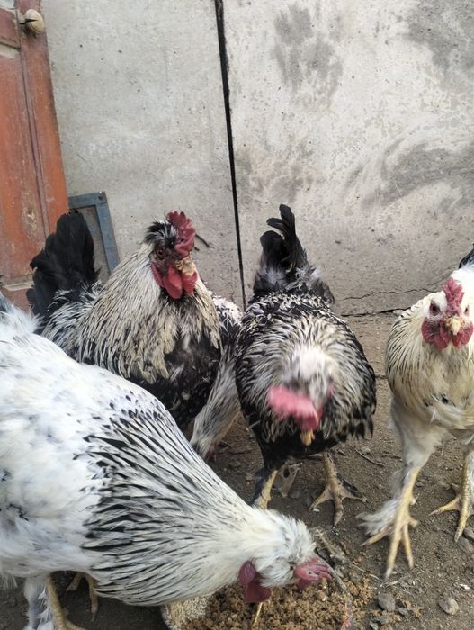 Қоразики Чубатый  сатылымда 10 айлық