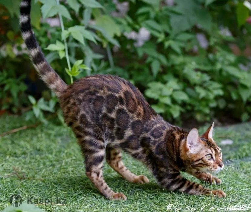 Бенгальские Котята питомник Mag KORGAN