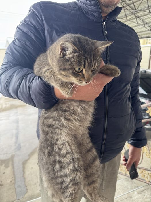 Отдам даром котенка