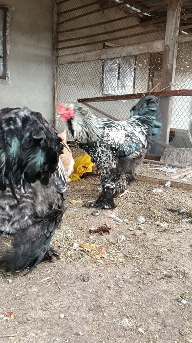 Петух Брама 10 месяцев