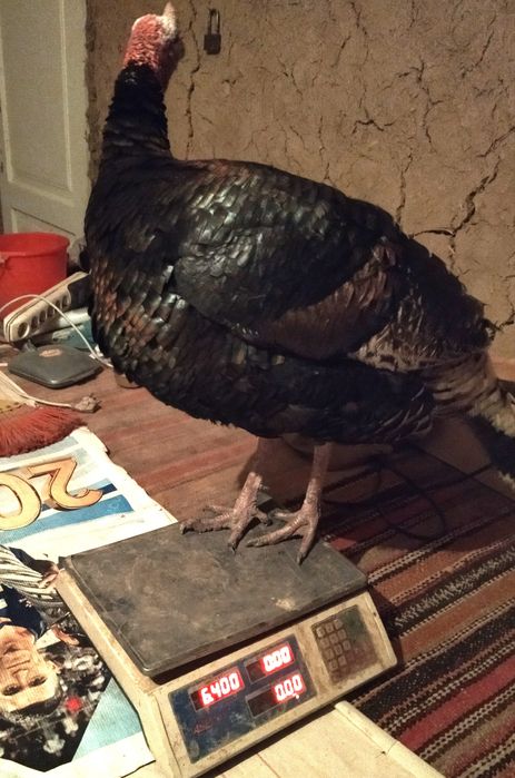 Жойдари куркалар сотилади