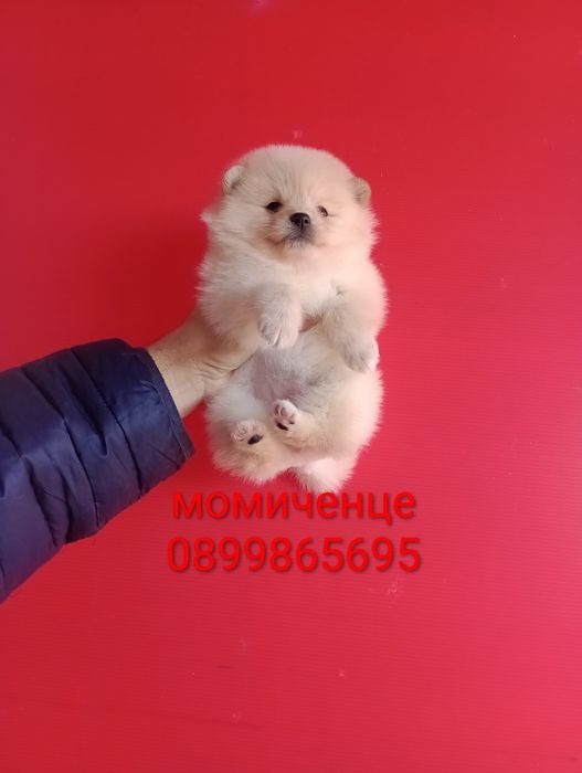 Померани. Момченца и момиченца. Померан. Реални снимки!