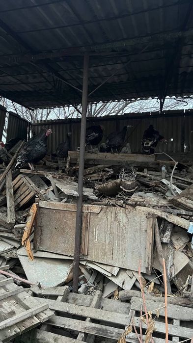 Indyuk ordek goz indyutka sotiladi