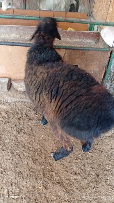 Икита кучкор сотилади бадани семиз соглом хонаки хурон чиройли сифатли