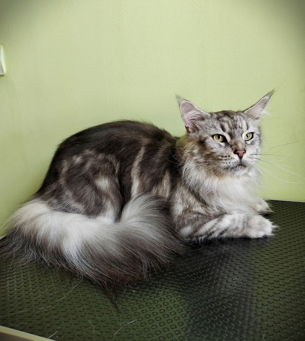 Профессиональный груминг собак и кошек