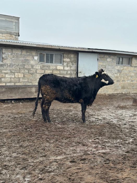 Продам телку жирную. С. Кымызынай
