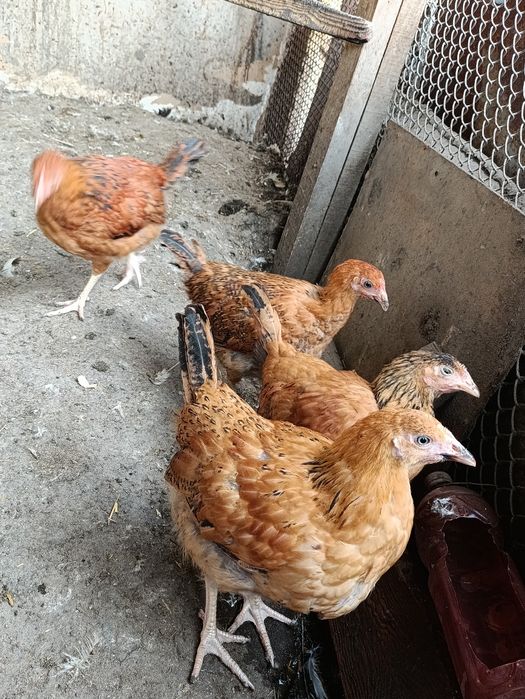 Кучинский Балапандар 3 айлық
