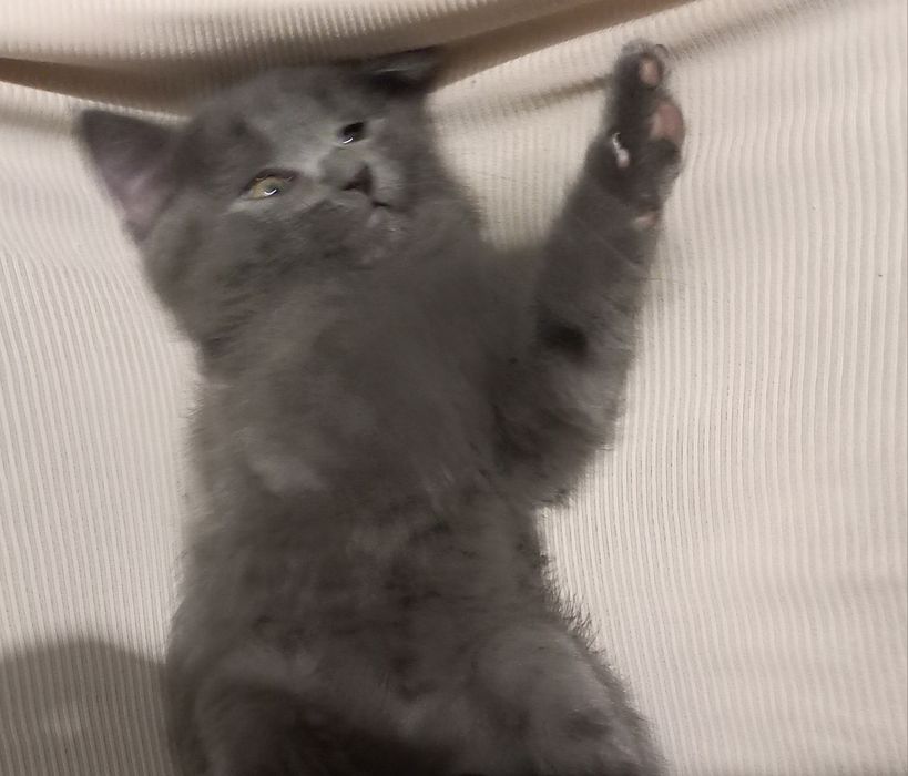 Мушукча 500 минг сумга сотилади