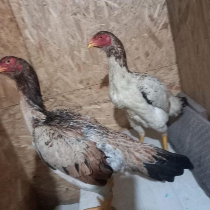 Продам Даканок апрельские