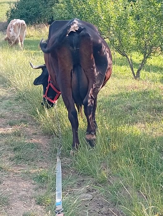 De vânzare 3 vaci și 3 vițeii