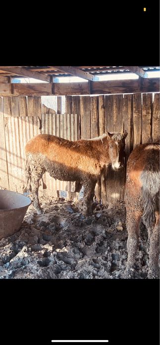 Семіз тайлар сатылады