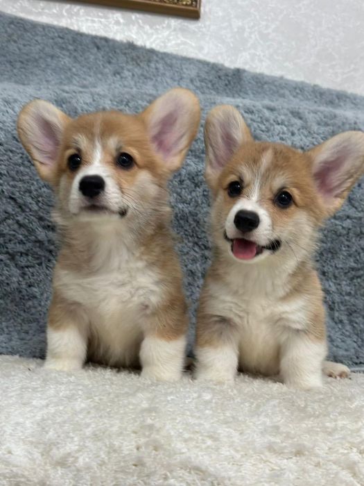 Милые щеночки вельш корги