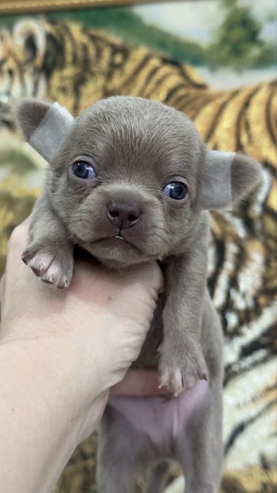 Шикарные  шеночки чихуахуа лиловые