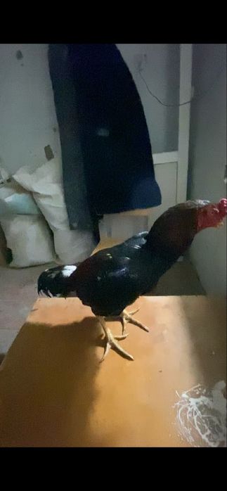 Продам курей корея  даканы