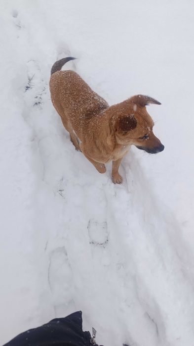 Найдена собачка девочка. Видно потеряшка