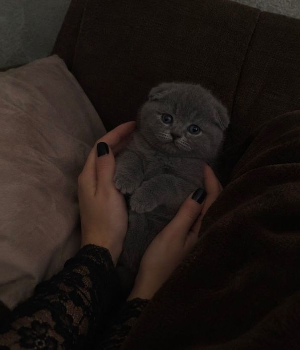 Шотландские котята в красивом окрасе
