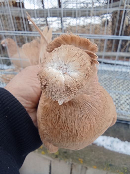 Продам голубей хороших