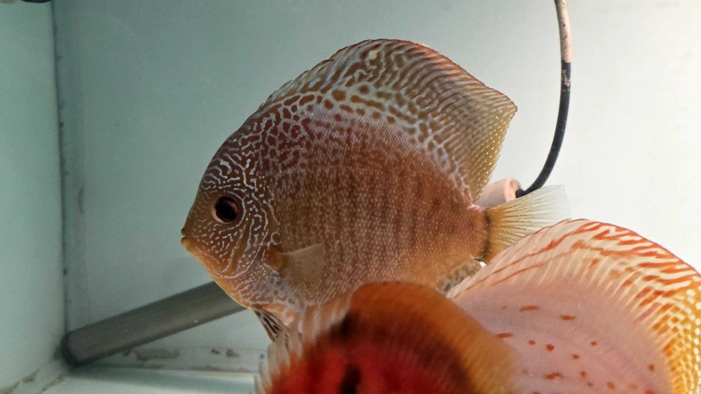 Pesti Acvariu Discus