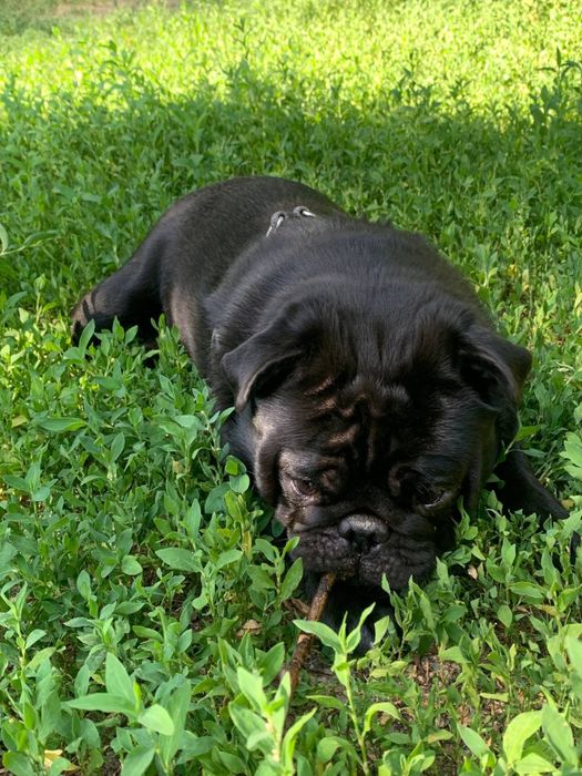 Вязка Мопс (кабель)