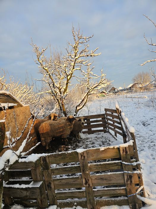 Mieluțe  de vânzare