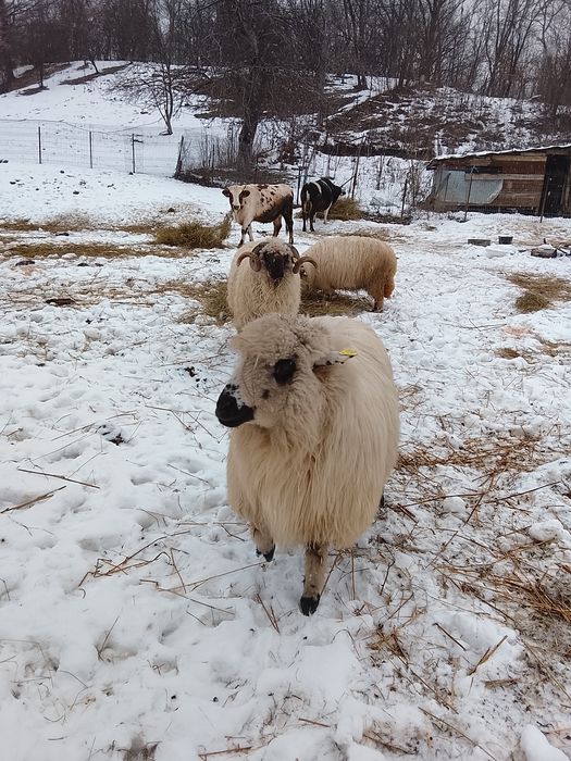 Oi tinere de vânzare