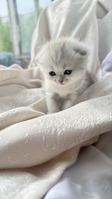 Продаются очаровательные котята