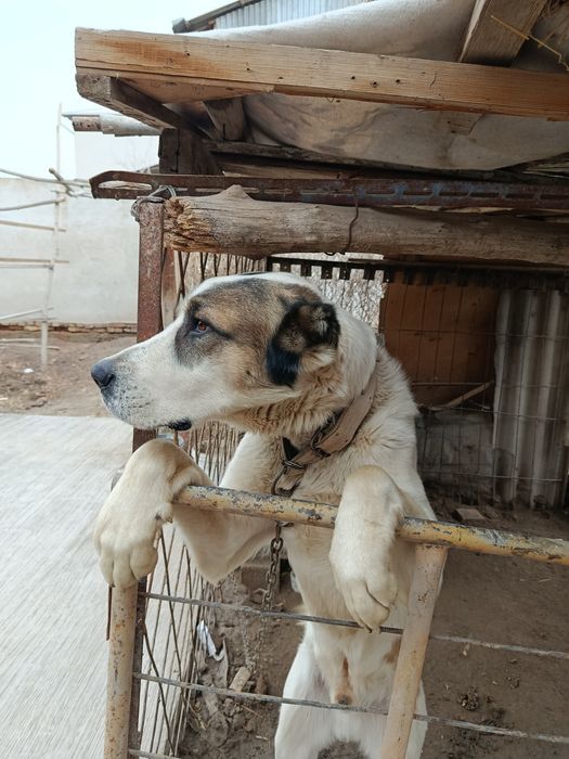 Алабай сотилади х