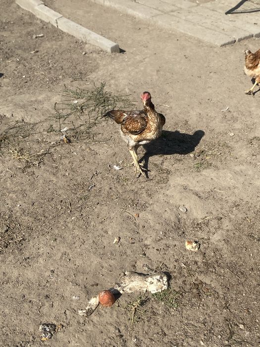 Продам курицу дакан