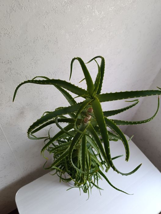 Алоэ лечебный.     .