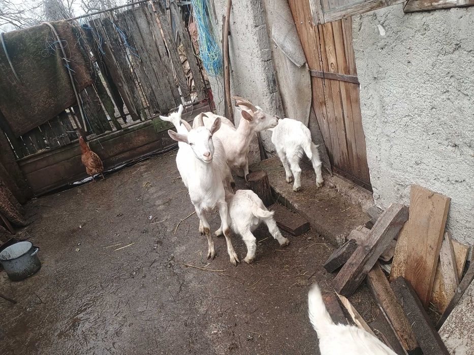 Vând capre cu iezi Sannen