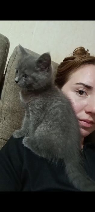 Котенок девочка 2 месяца