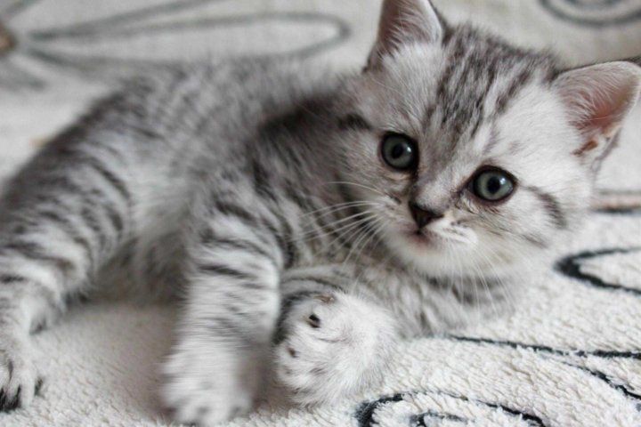 котята табби британцы