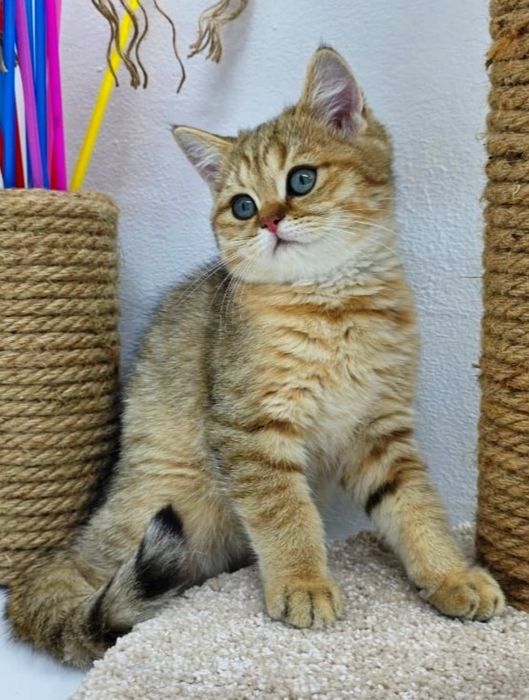 Котята британские