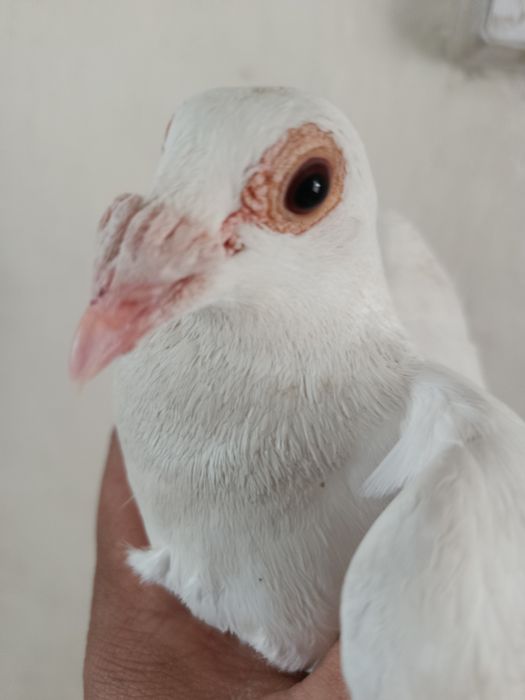 Голуб белый дракон