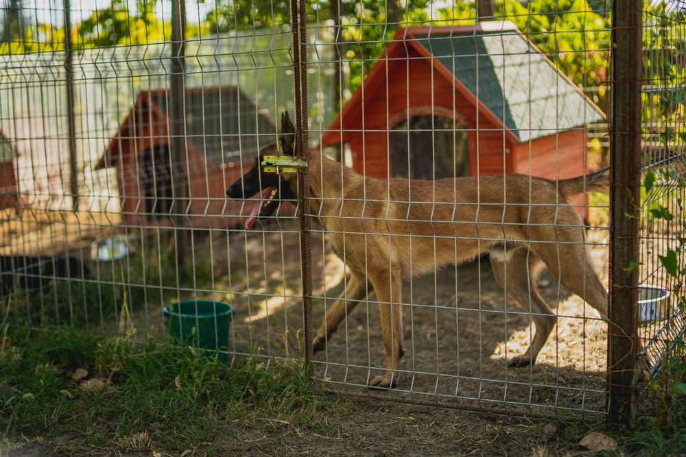 pensiune canina pentru vacanta