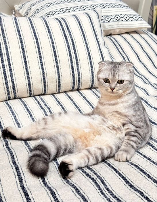 Шотландский вислоухий котёнок.