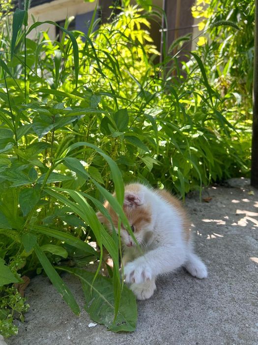 Котенок. Добрый.