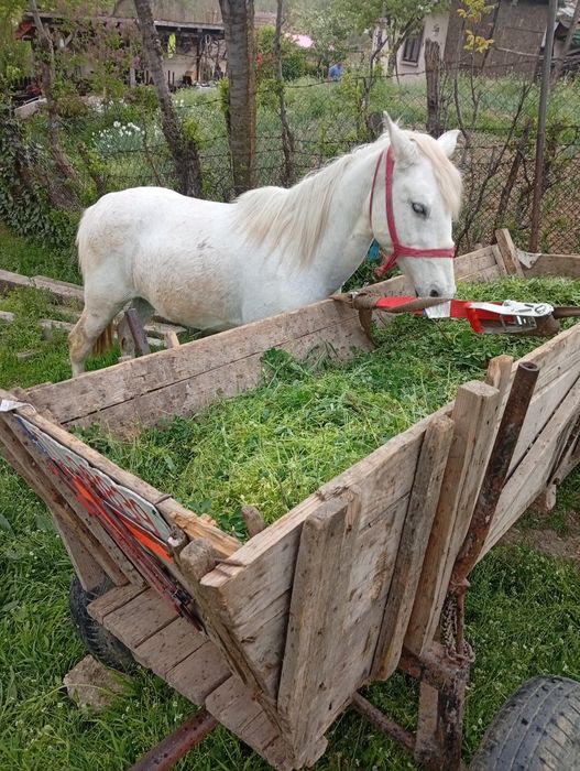 Vand sau schimb iapă garantată la tras