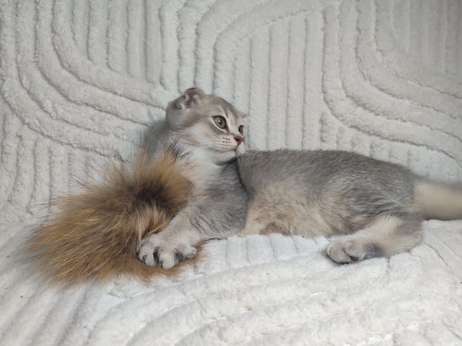 Кошечка скотиш фолд
