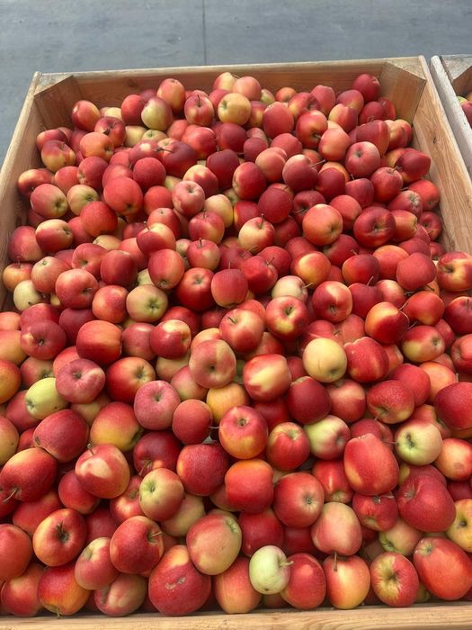 Vând Mere și Cartofi