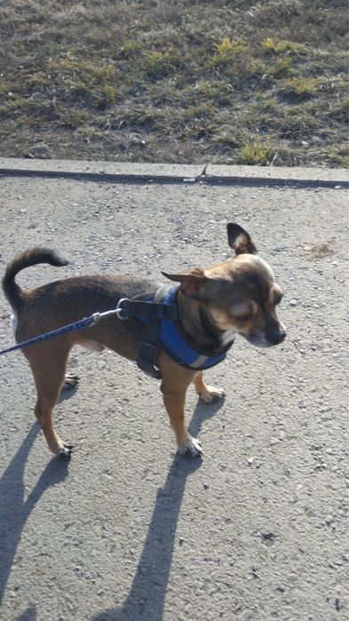 Ищем на вязку девочку