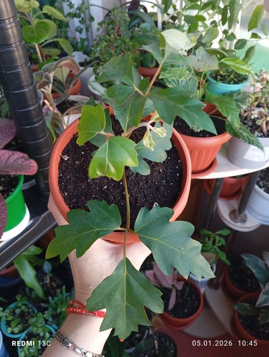 Продам растения комнатные