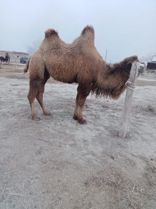 Қысыр жас түйе сатылады