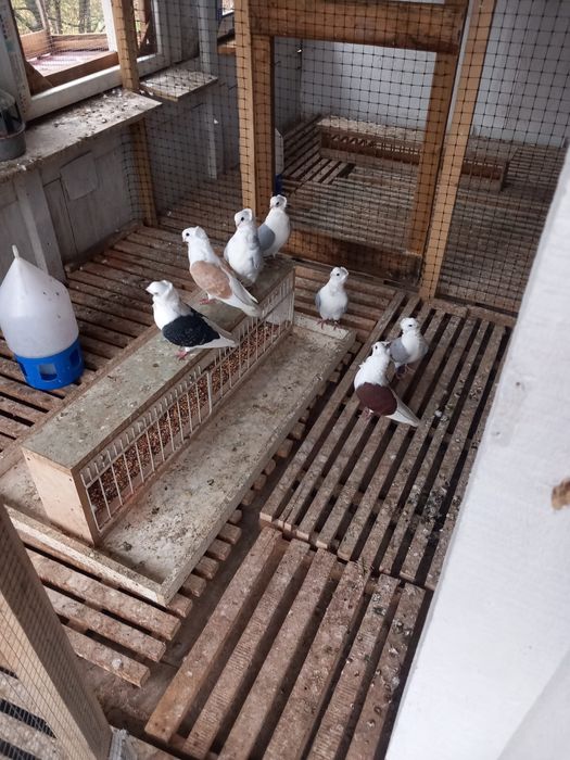 Porumbei pescarusi germani de calitate 200 roni perechea