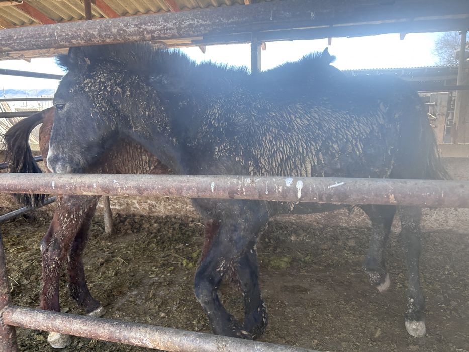 Сатылады құнан бордақы