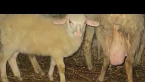 Berbecuți assaf și friza